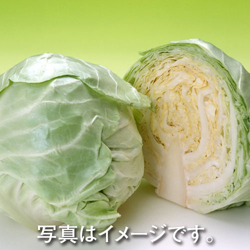 キャベツ １玉