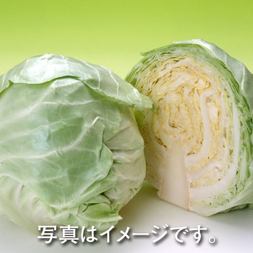 キャベツ１／２