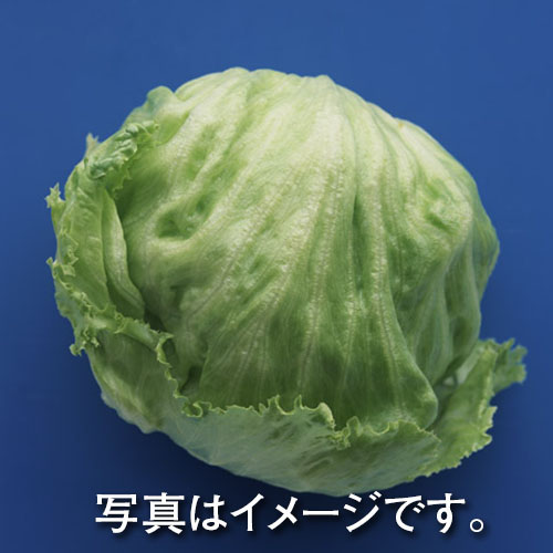 レタス １玉
