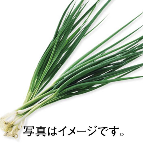 静岡県産ほか国産 細ねぎ　1袋