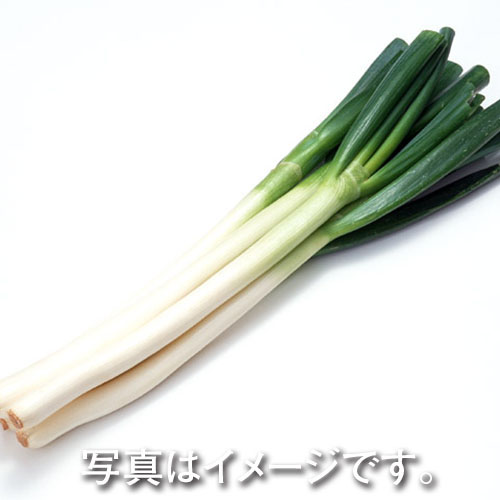 白ねぎ ２本入