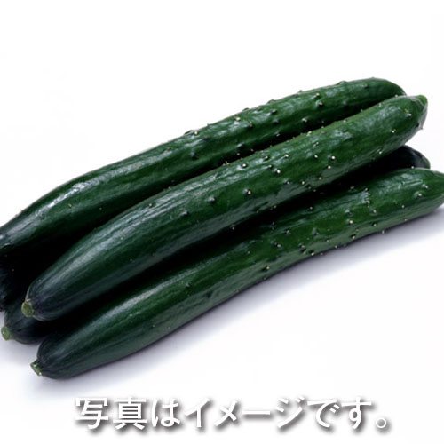 きゅうり １袋