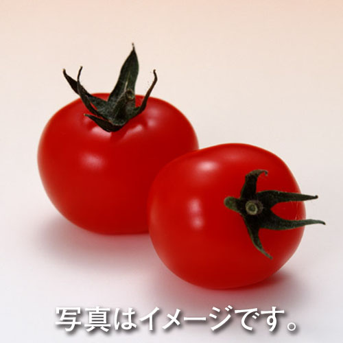 愛知県産・青森県産・静岡県産ほか国産 ミニトマト　1パック