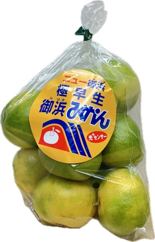 三重県産ほか国産 極早生みかん １袋